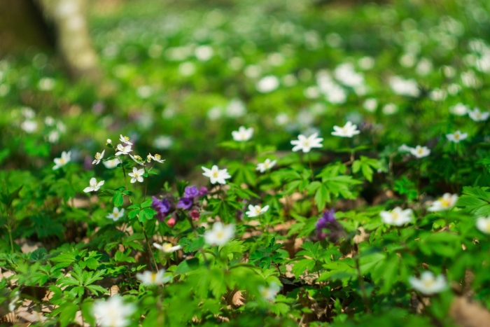 Цветы лесные