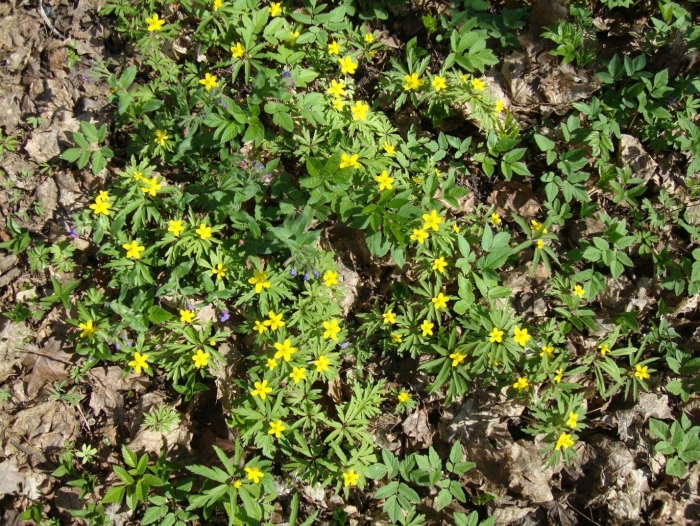 Ветреница лютичная