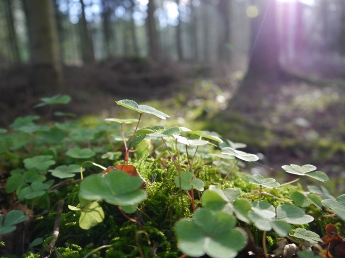 Кислица лесная