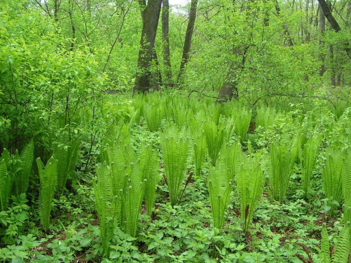 Вязовский черноольшанник татищевский район