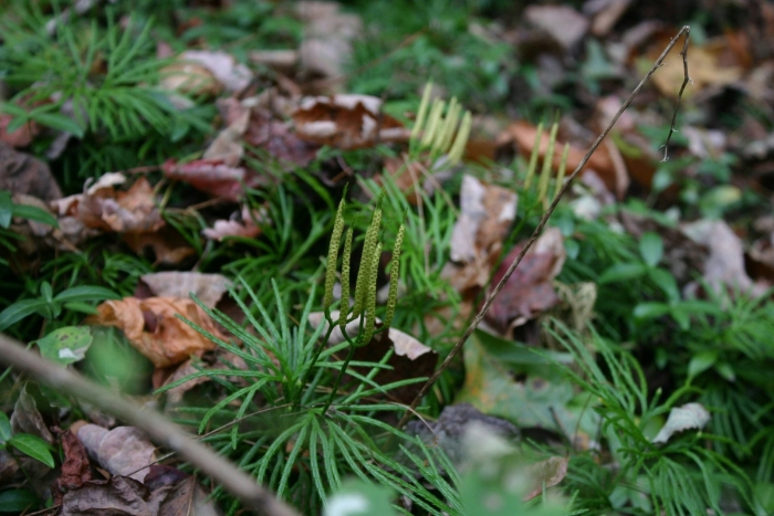 Лес растения