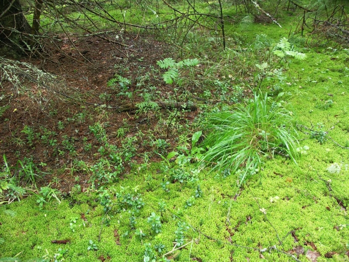 Сфагновые мхи болото