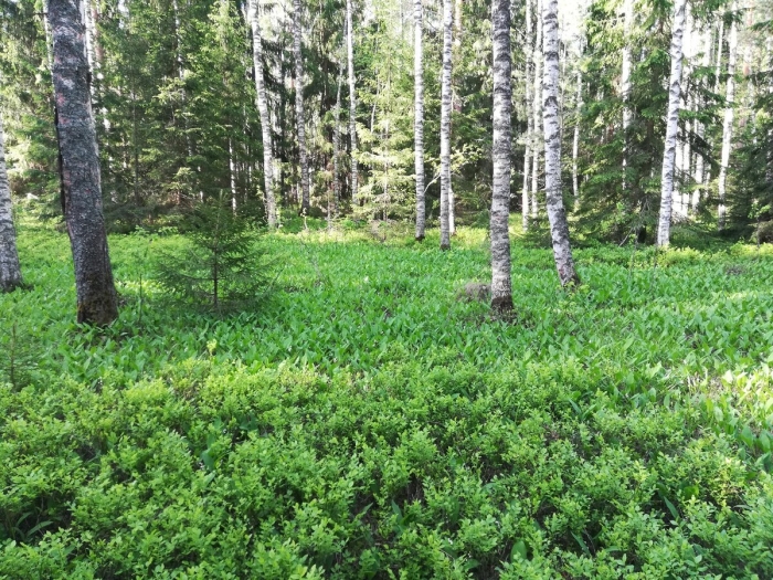 Ельники-черничники тайга