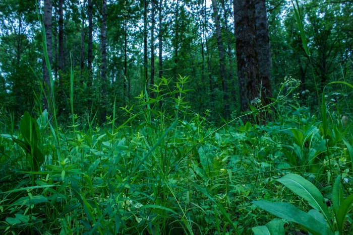 Лесной травянистый ярус