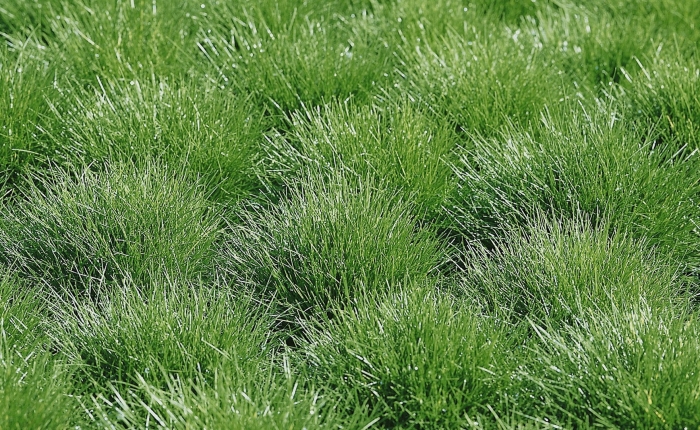 Овсяница типчак