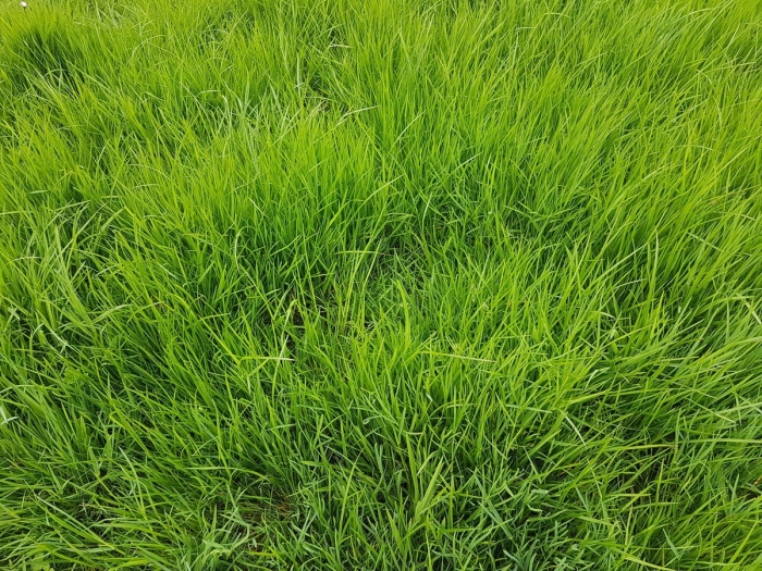 Трава для газона