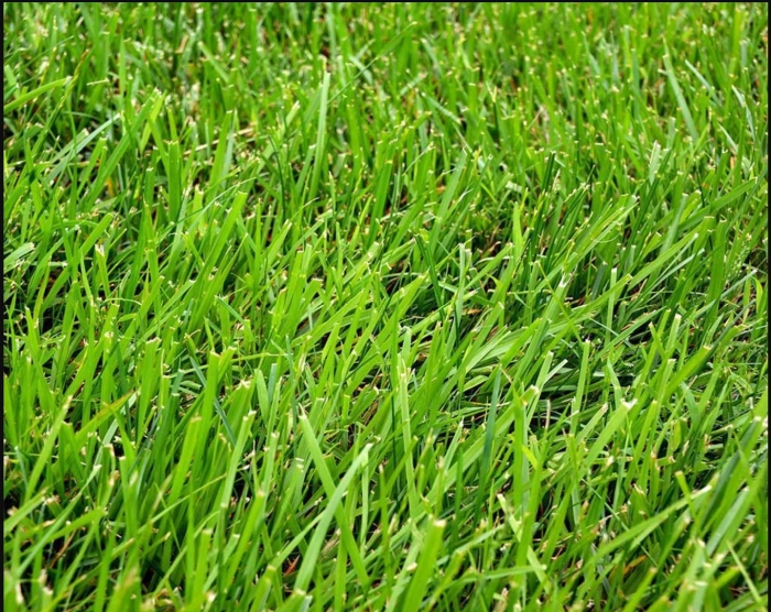 Райграс пастбищный для газона