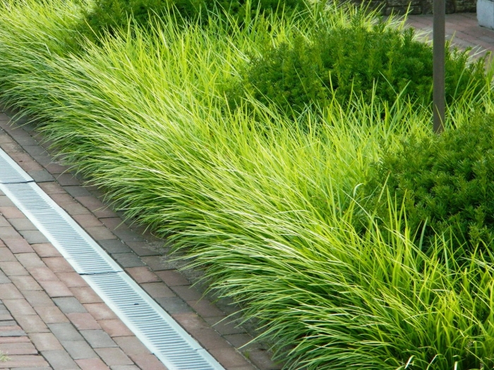 Овсяница готье