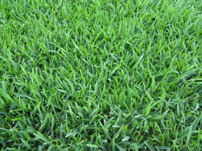 Мятлик для газона