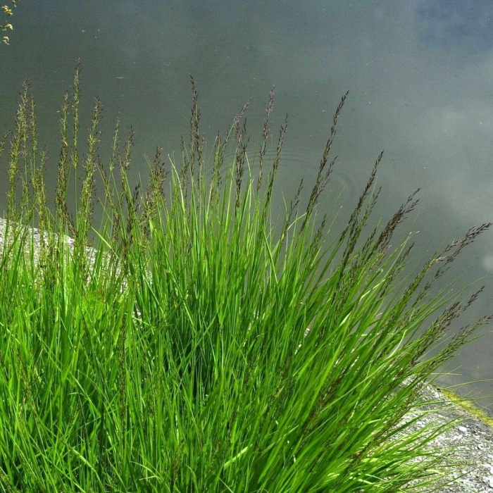 Молиния голубая moorhexe