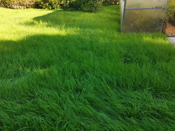 Овсяница красная для газона