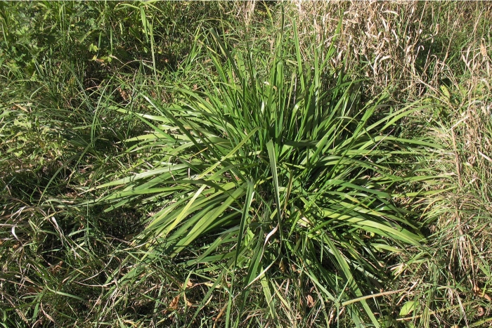 Cymbopogon martinii