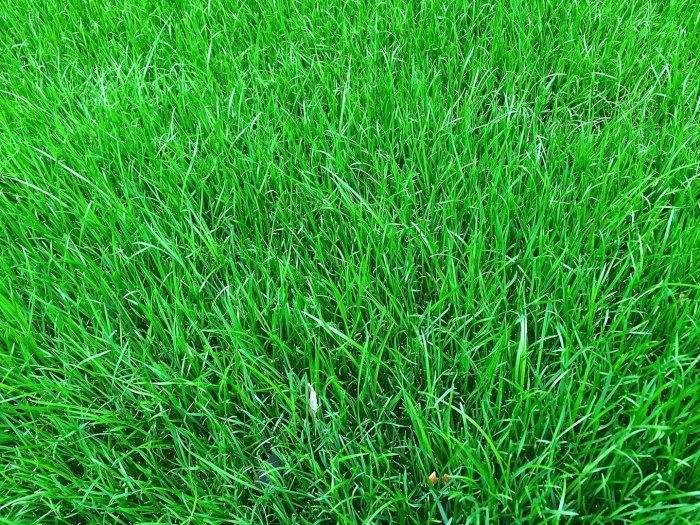 Мятлик луговой для газона