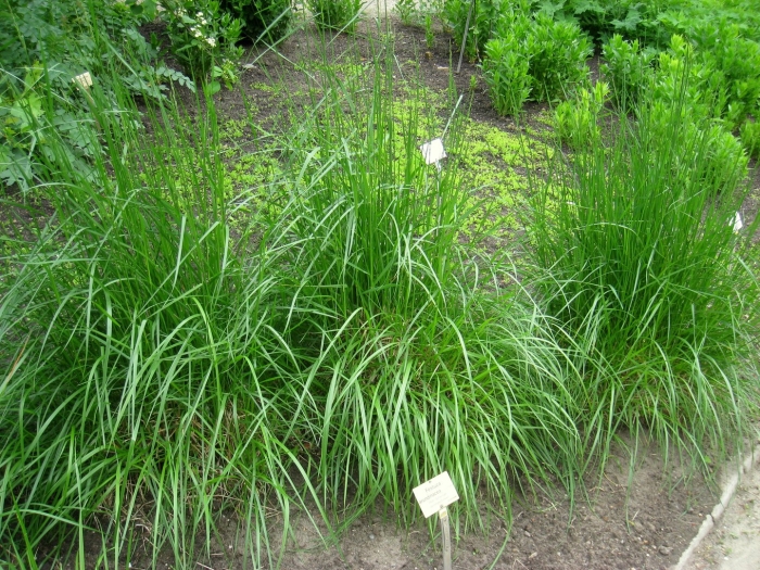 Овсяница тростниковая festuca arundinacea