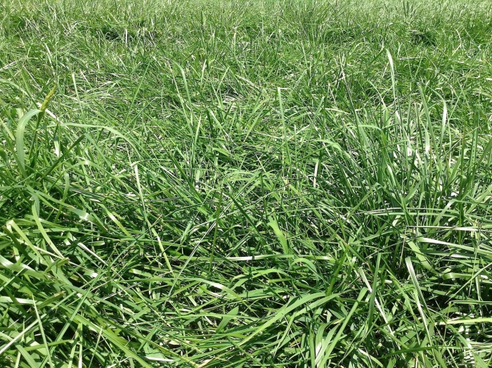 Фестулолиум трава для газона описание