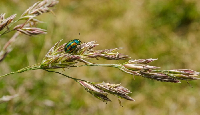 Овсяница тростниковая (festuca arundinacea l.)
