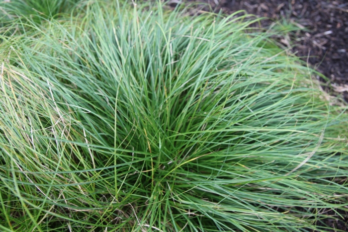 Овсяница фестука