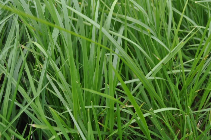 Мятлик луговой poa pratensis