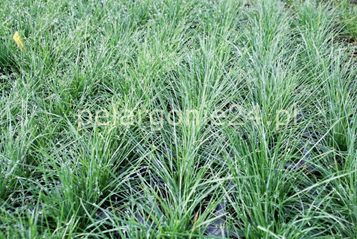 Овсяница майра