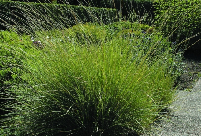 Полевица эрагростис