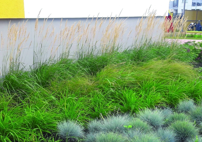 Овсяница фестука сизая