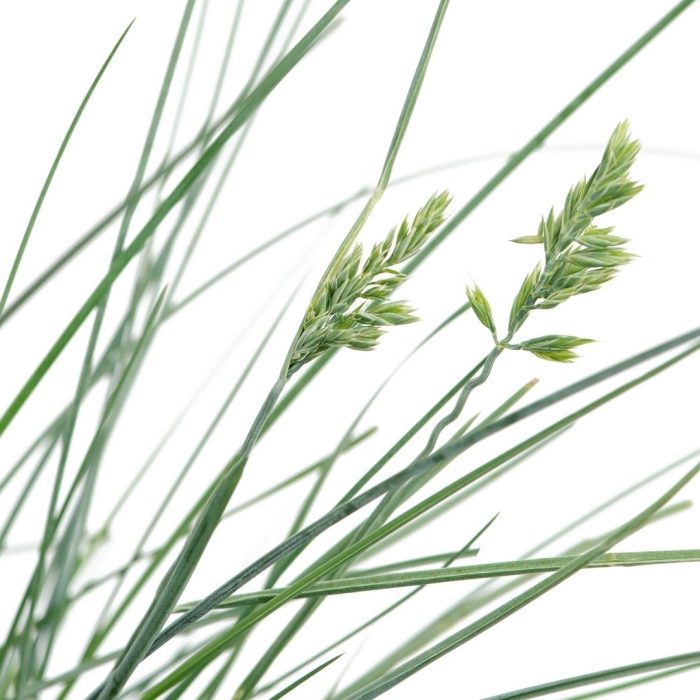 Овсяница аурея