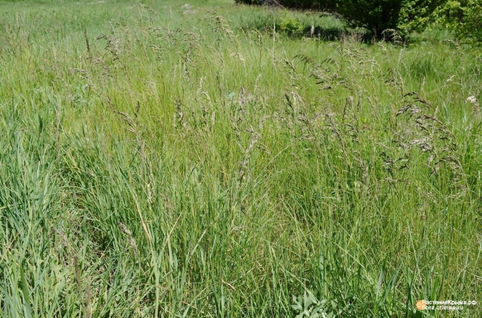 Овсяница тростниковая festuca arundinacea