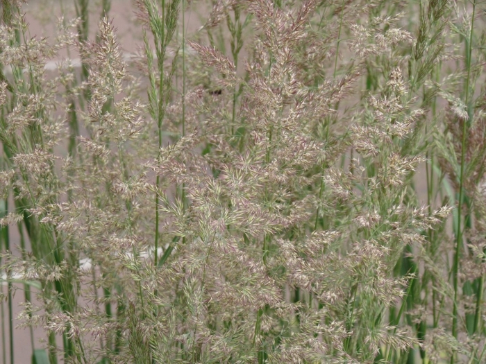 Овсяница тростниковидная