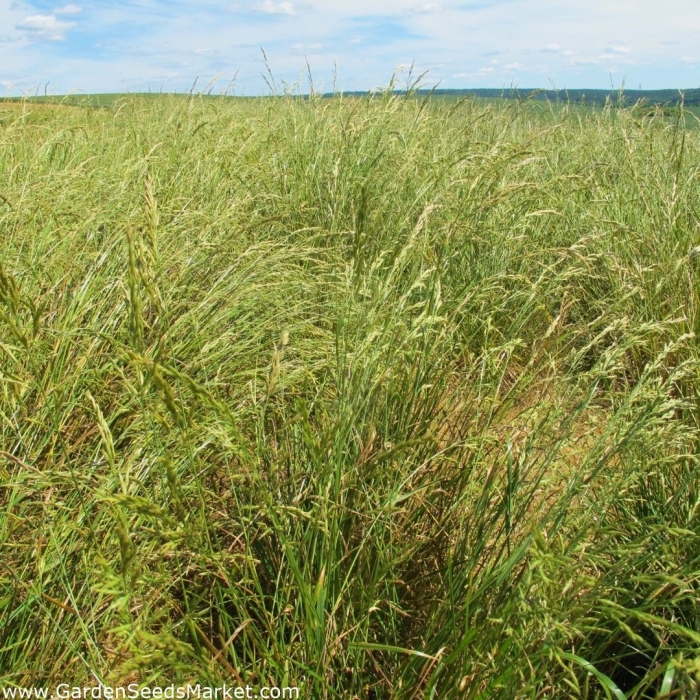 Arrhenatherum elatius