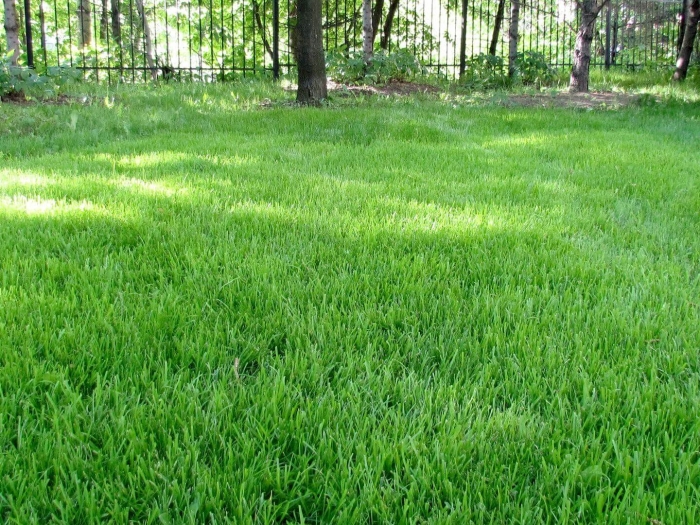 Трава овсяница красная