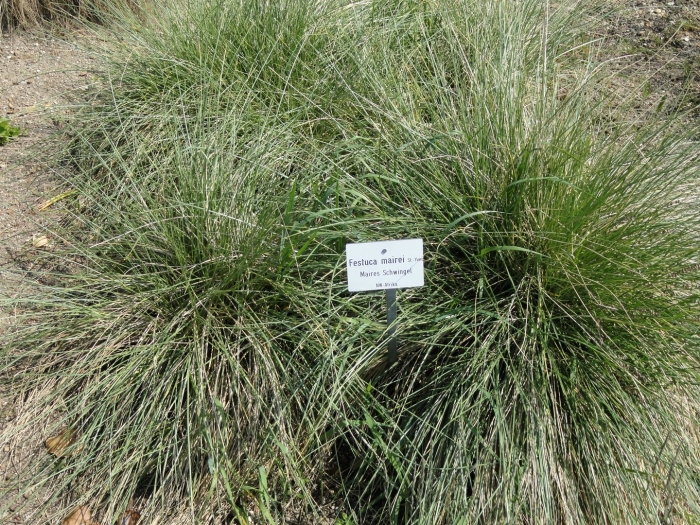 Овсяница (festuca walberla