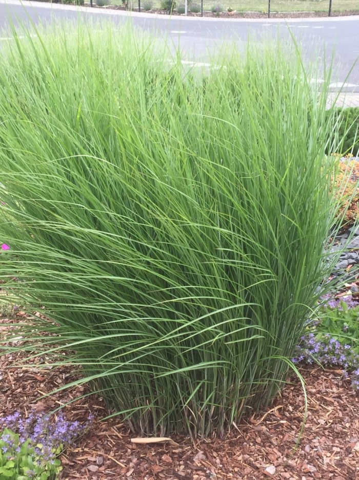 Молиния голубая