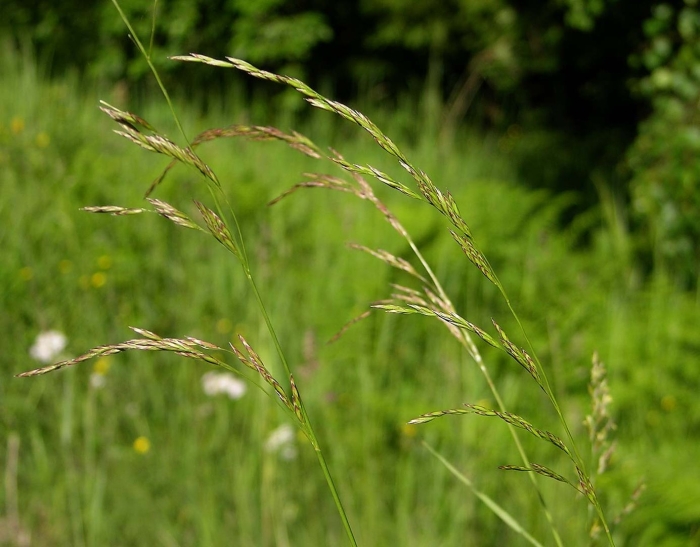 Овсяница луговая