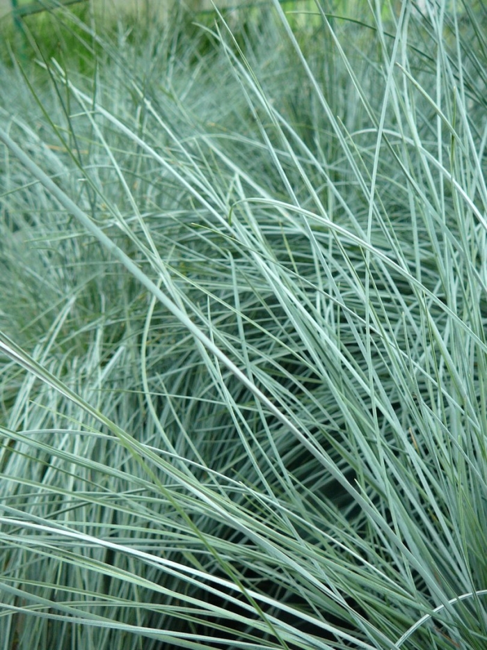 Овсяница сизая uchte