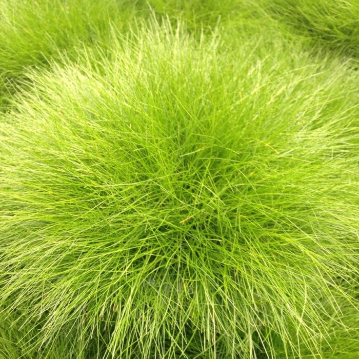 Овсяница фестука готье