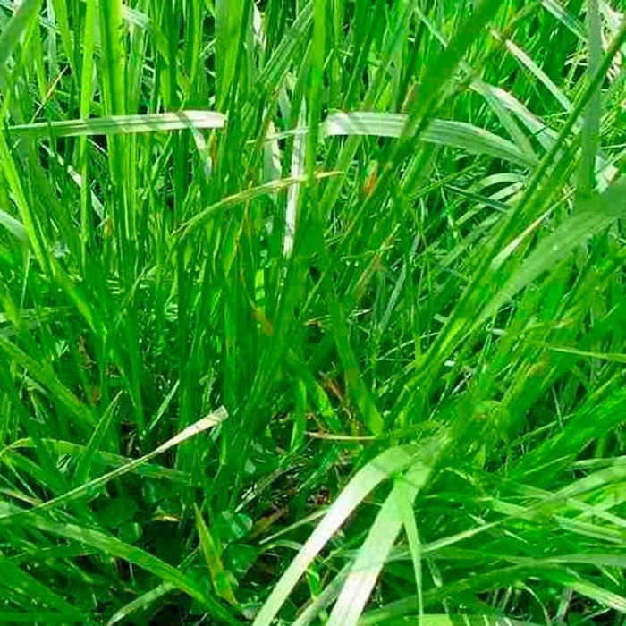 Трава мятлик луговой