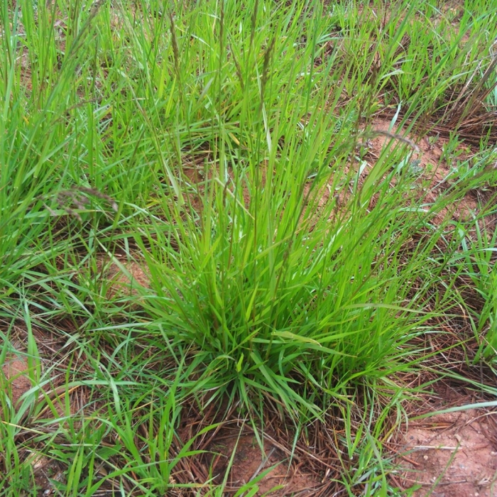 Райграс пастбищный