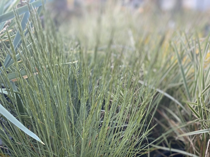 Овсяница метельчатая готье