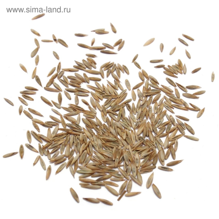 Семена овсяница луговая