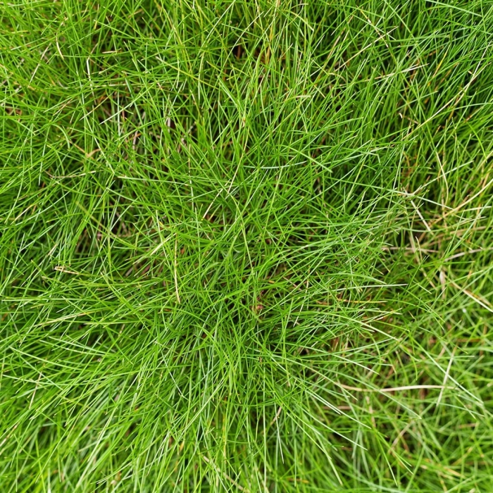 Овсяница газонная трава