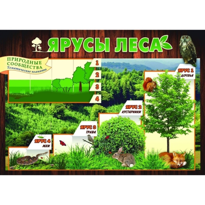 Плакат этажи леса для детей
