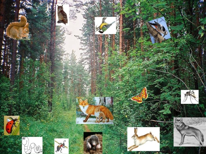 Этажи леса с животными