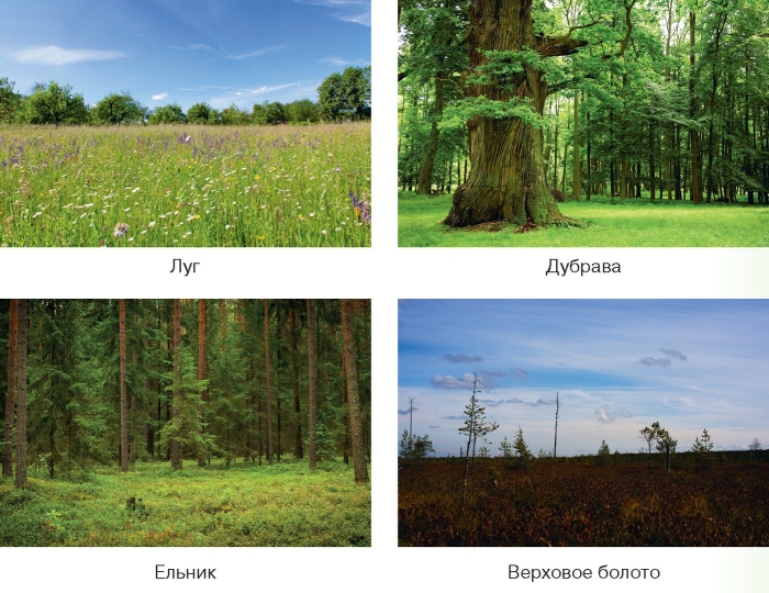 Широколиственный лес дубрава