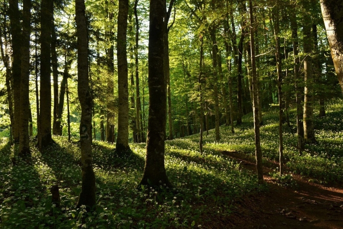 Лесные экосистемы