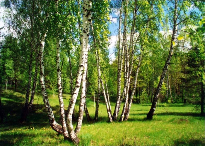 Березовая роща красноярск