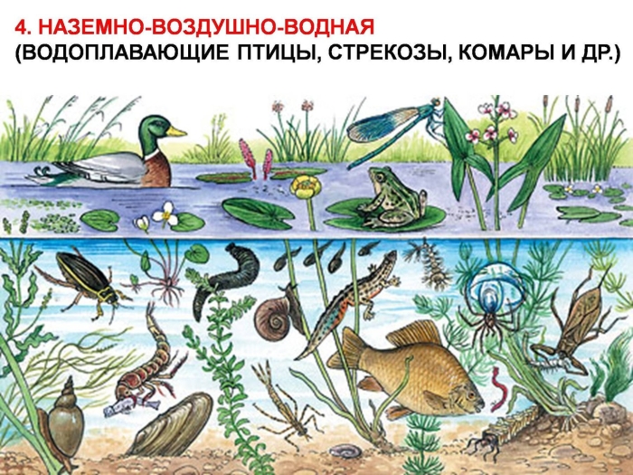 Обитатели пруда