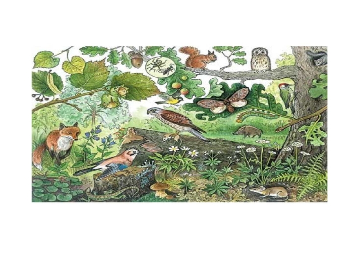 Биоценоз дубравы цепи питания