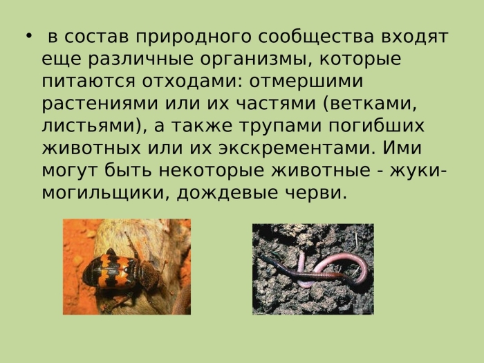 Какие организмы составляют сообщество