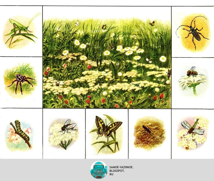 Насекомые иллюстрации для детей