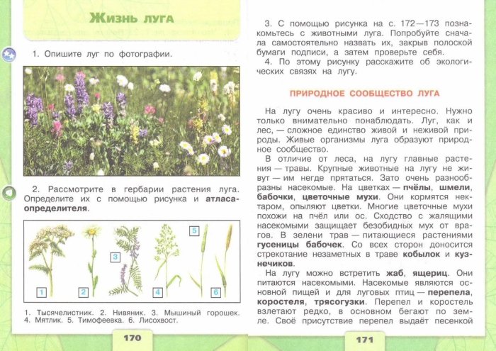 Луговые травы 4 класс плешаков